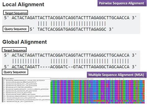 pairwise and multiple sequence alignment.